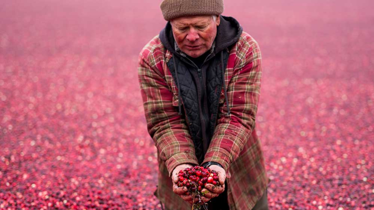 Cranberry harvest in Warrens, Wisconsin, 2014. 